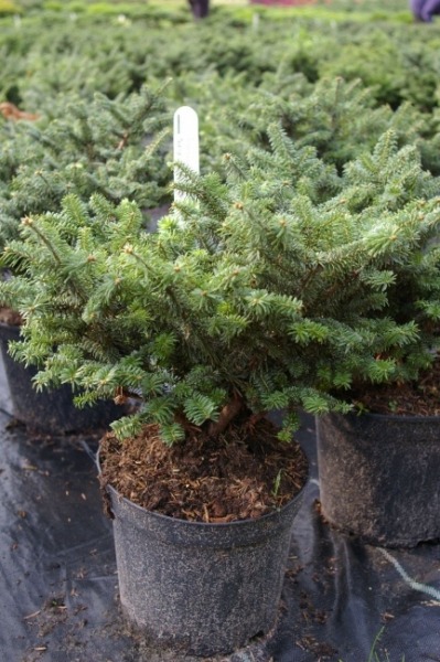 Abies balsamea Nana 2