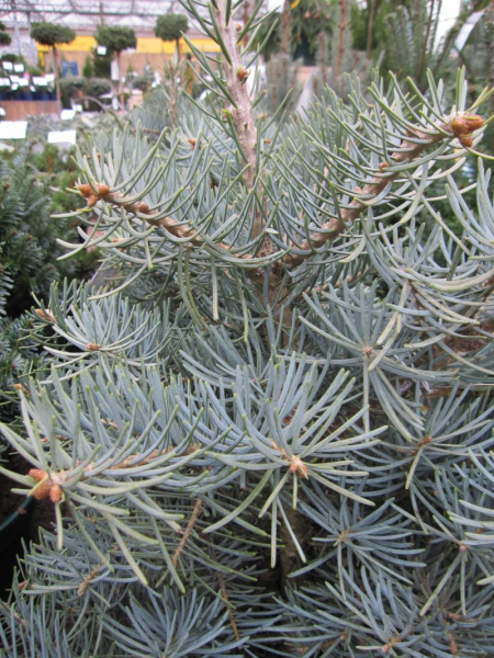 Abies concolor compacta ist eine wertvolle Rarität bei den Koniferen