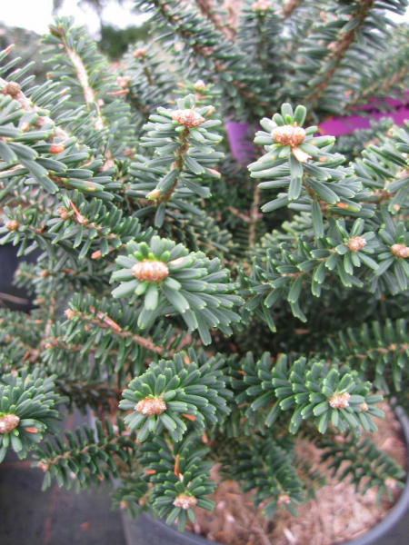 gedrungene Koreatanne Alpin Star