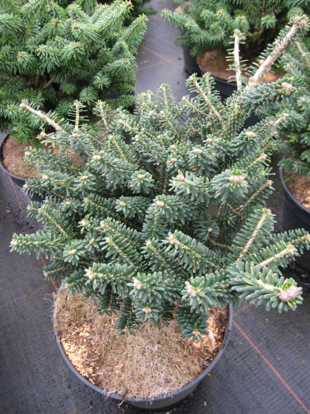 gedrungene Koreatanne Alpin Star