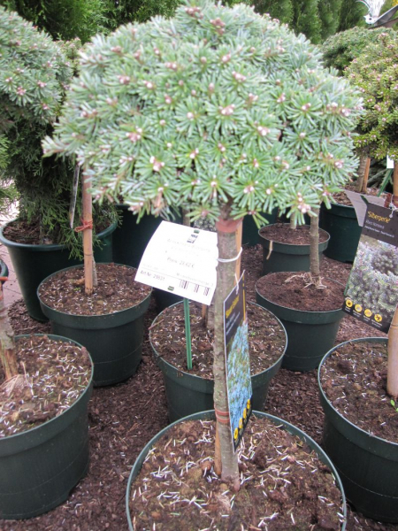 Abies koreana Blauer Eskimo 1