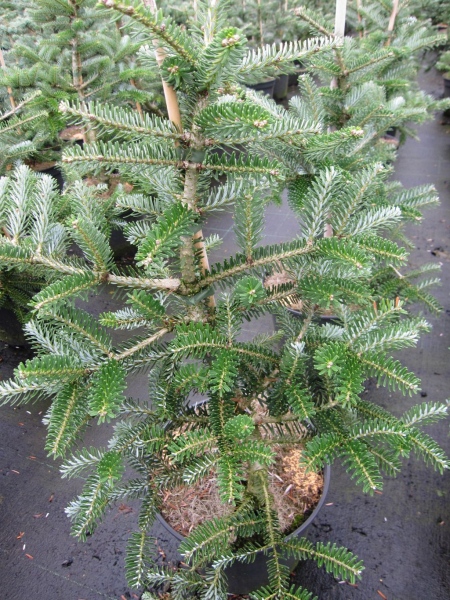 schoene Koreatanne Kimyona