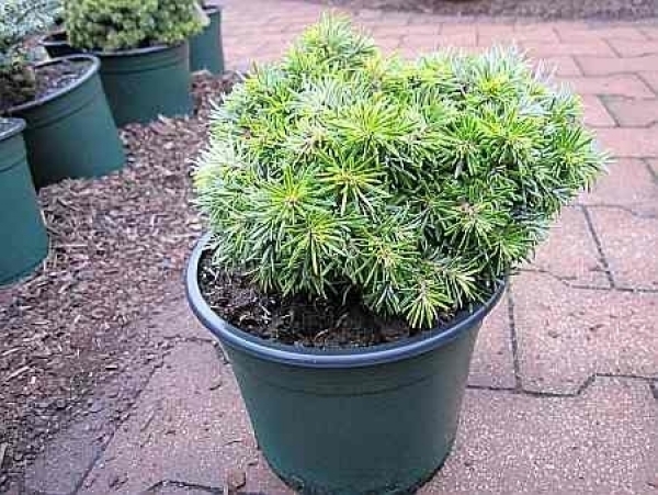 Abies koreana Kohouts Hexe1