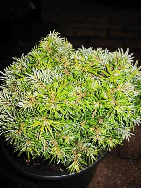 Abies koreana Kohouts Hexe2