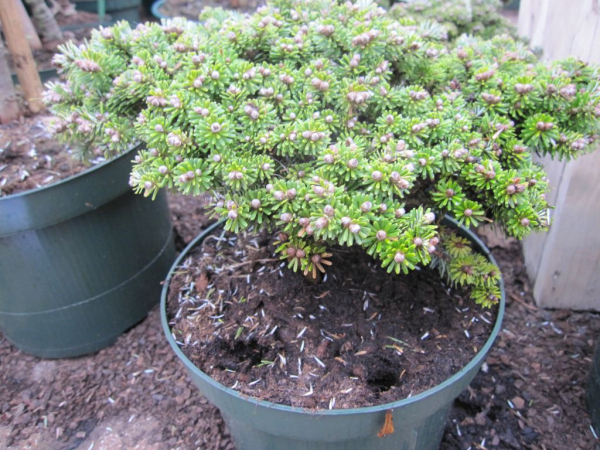 Abies koreana