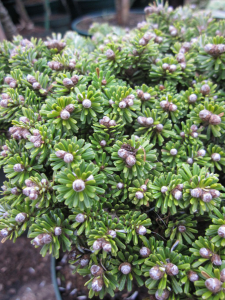 Abies koreana