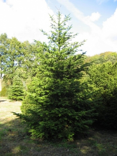 Abies nordmanniana - Nordmanntanne . Der Weihnachtsbaum schlechthin. Hoch und stark wachsende Tanne mit weichen Nadeln. Im Herbst große Zapfen auf den Ästen.