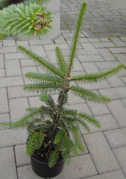 Abies pinsapo kelleris