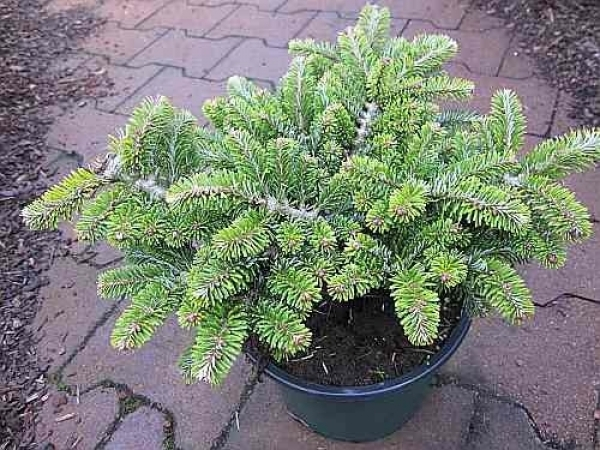 Abies veitchii Heddergott 1