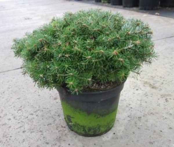 Die Zwergkoreatanne Doni Tajuso, Abies koreana Doni Tajuso, trägt grünsilbrige Nadeln