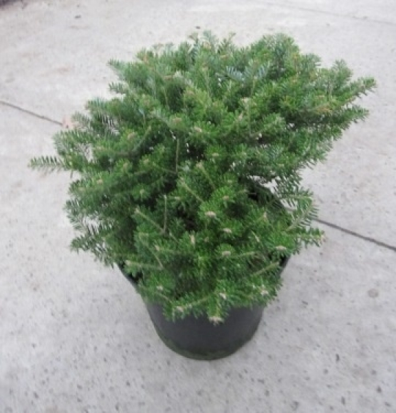 Die Koreatanne Pancake, Abies koreana Pancake, ist von einer sehr guten Winterhärte