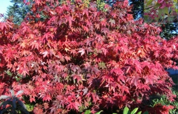 japanischer Faecherahorn -  Acer palmatum Osakazuki