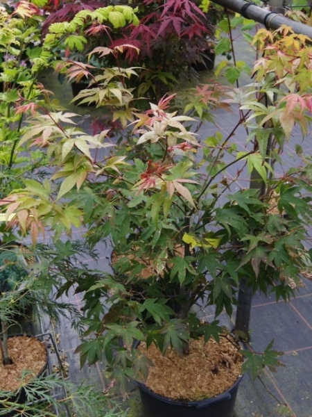 japanischer Faecherahorn -  Acer palmatum Osakazuki