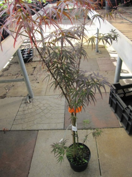 Acer palmatum Scolopendrifolium atropurpureum 3