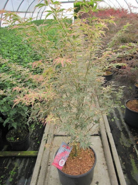 Acer palmatum Taylor 3