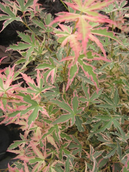 Acer palmatum Taylor 1