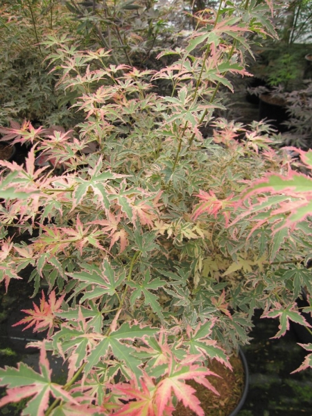 Acer palmatum Taylor 2
