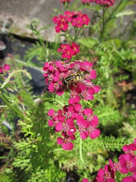 Achillea millefolium Christel 2