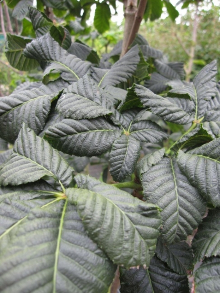 Aesculus carnea Briotii - Rotblühende Roßkastanie Briotii  - 150 cm Hochstamm - blüht von Mai bis Juni in leuchtend roten Blütenrispen. Diese Roßkastanie trägt nur wenig Früchte. Der Standort sollte sonnig sein. Die Winterhärte ist sehr gut.