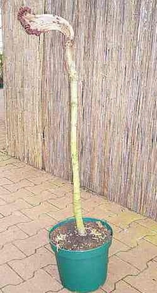 Aesculus hippocastanum Monstrosa 2
