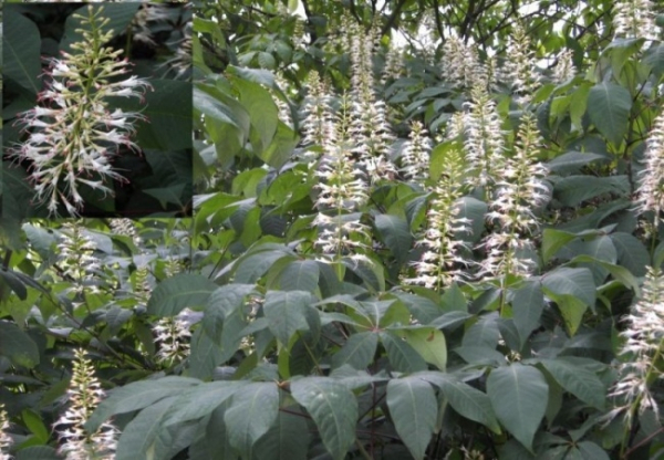 Aesculus parviflora, Strauchkastanie, ist ein Zierstrauch mit einem breiten Wuchs