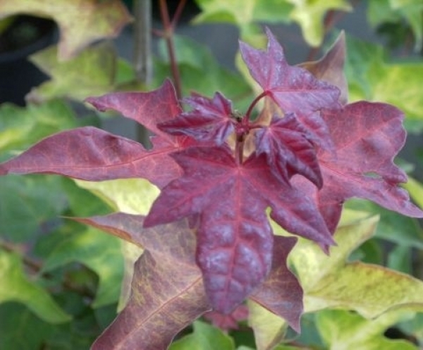 Ahorn cappadocicum Aureum