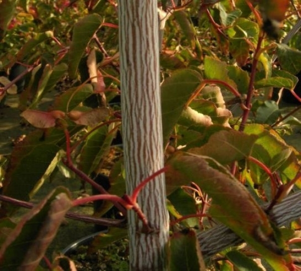 Ahorn davidii Serpentine