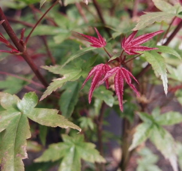 Ahorn palmatum Beni Maiko 1