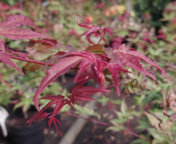 Ahorn palmatum Beni Maiko 2