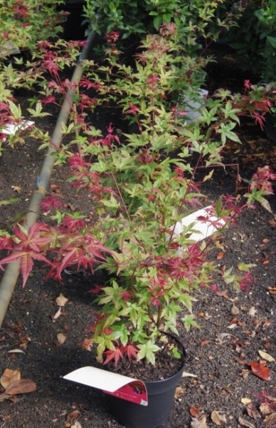 Ahorn palmatum Beni Maiko 3