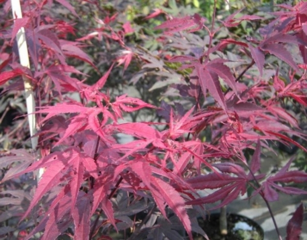 Ahorn palmatum Bloodgood