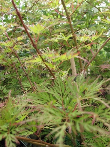 Ahorn palmatum Emerald Lace 1