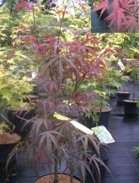 Ahorn palmatum Greenthumb