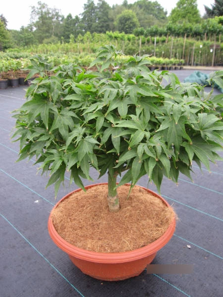Ahorn palmatum Jacobsen 1