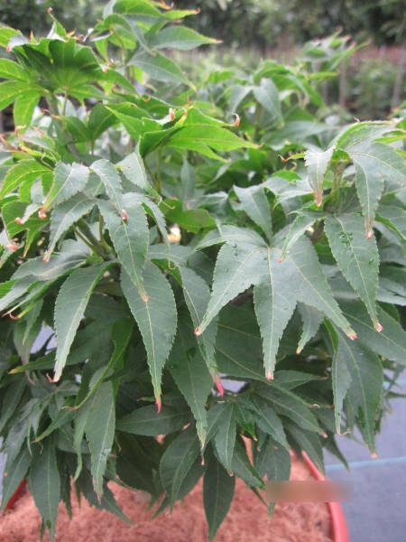 Ahorn palmatum Jacobsen 2