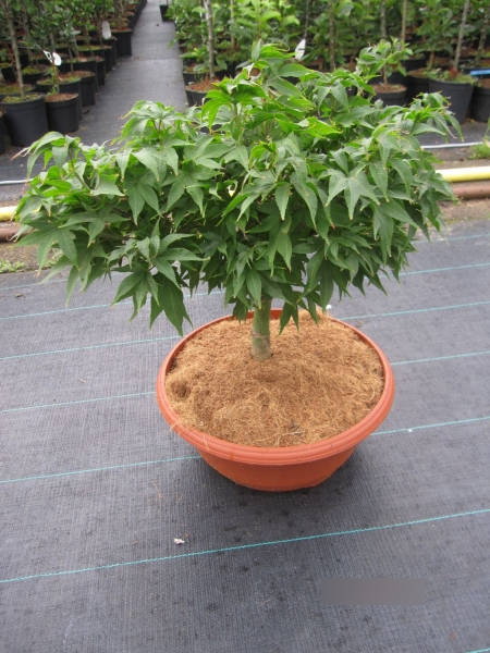 Ahorn palmatum Jacobsen 3