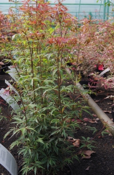 Ahorn palmatum Jerre Schwartz 2
