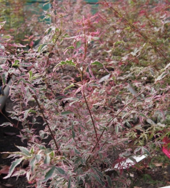 Ahorn palmatum Marlo 2