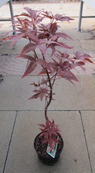 Ahorn palmatum Peve Ollie 2