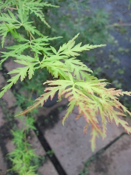 Ahorn palmatum Seiryu 2