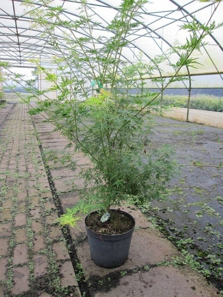 Ahorn palmatum Seiryu 3