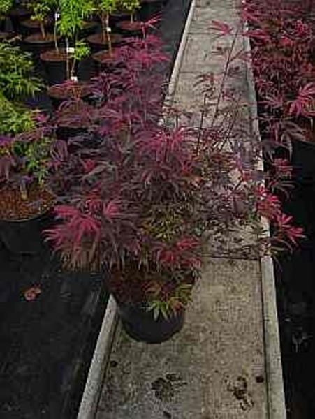 Ahorn palmatum Shaina 1