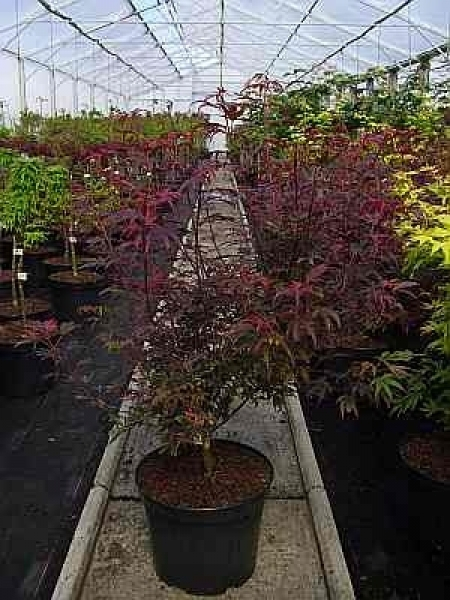 Ahorn palmatum Shaina 2