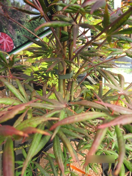 Ahorn palmatum Starfish 1
