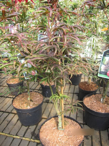Ahorn palmatum Starfish 2
