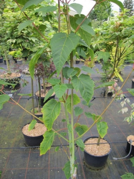 Ahorn tegmentosum White Tigress