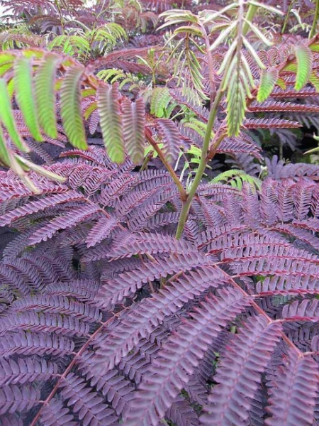 Albizia julibrissin Summer Chocolate, Seidenakazie oder Schlafbaum, hat besonders filigrane und doppelgefiederte schokoladenbraunen Blättern