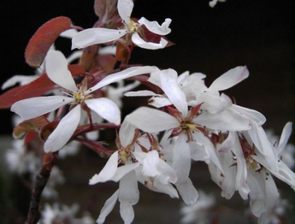 Amelanchier laevis