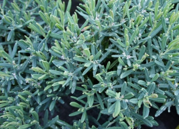 Andromeda polifolia Blue Ice - Lavendelheide Blue Ice - wächst als kompakter, dichtbuschiger, immergrüner und besonders winterharter Strauch mit silbrigblauen bis blauen Laub und weißrosa Blütenglöckchen. Der Standort sollte halbschattig bis sonnig sein.