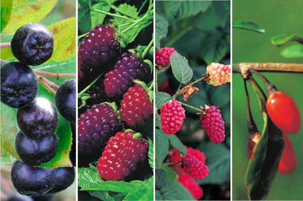 Gesundes vitaminreiches Sortiment bestehend aus Aronia melanocarpa, Rubus idaeus 'Tayberry Medana©', Rubus loganobaccus 'Loganbeere', Lycium barbarum 'Goji-Beere'..